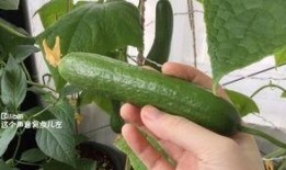 新吃的瓜,揭秘近期热门美食背后的故事