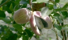 孕妇吃八月瓜,营养与健康的双重保障