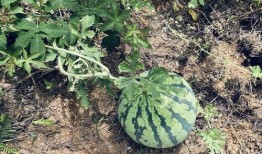 吃瓜就来瓜园,揭秘娱乐圈那些不为人知的幕后故事