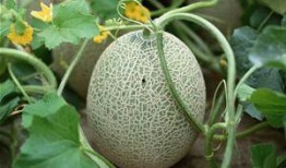 梦梦吃哈密瓜,梦梦的哈密瓜美食之旅