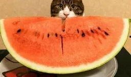 鱼儿吃瓜,鱼儿戏水吃瓜趣事