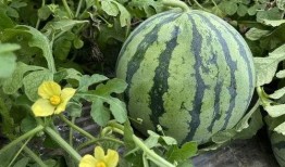 吃瓜不舒服,揭秘夏日消暑美食的隐藏风险