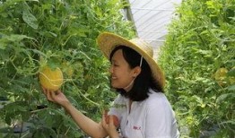 青州周末吃瓜,瓜果飘香，品味民俗风情