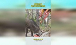 凉山猪吃的瓜,瓜果飘香中的生态养殖传奇