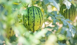 月经可以吃绿瓜吗,月经期间适宜食用绿瓜的饮食指南