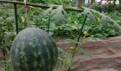 郯城喜园吃瓜,夏日吃瓜盛宴，畅享清凉时光