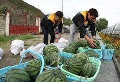 木器厂1998吃瓜,吃瓜群众的见证与回忆