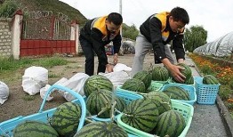 木器厂1998吃瓜,吃瓜群众的见证与回忆