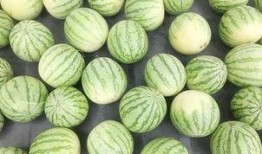 安静吃瓜的危害,揭秘潜在健康风险