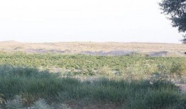 京东吃瓜节,瓜分钜惠，尽享购物盛宴！