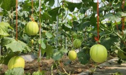 新吃的瓜,揭秘近期热门美食背后的故事