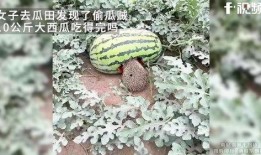 吃瓜女子着急去吃瓜,吃瓜女子火速赶赴瓜摊