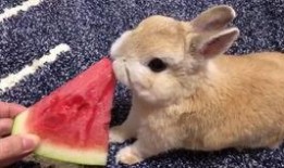 兔子可以吃葫芦瓜吗,葫芦瓜的适宜性探讨