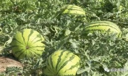 康乐县吃瓜,尽享夏日田园美味