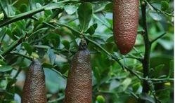 早孕可以吃茄瓜吗,早孕期间适宜食用茄瓜的健康指南