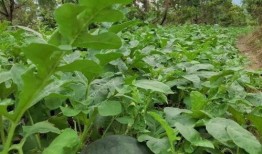 一线吃瓜和后线吃瓜,揭秘网络舆论场的双面世界