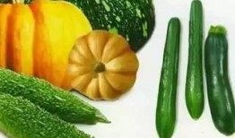 春吃夏瓜,夏瓜飘香——四季美食之旅