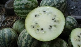 怪丑瓜怎样吃,怪丑瓜的多重美味吃法探索