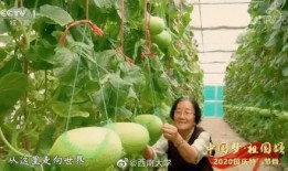 吃瓜社打不开,吃瓜社无法打开背后的真相