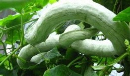 蛇瓜怎么喂猪吃