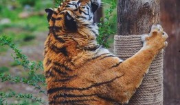 吃瓜头像动物图片,动物头像趣味横生