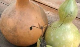 昆明葫芦瓜怎么吃,解锁美味新体验