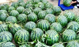 美国禁令全球吃瓜视频,吃瓜群众围观科技巨头博弈