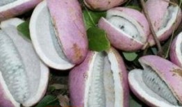 孕妇吃八月瓜,营养与健康的双重保障