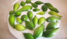 奶瓜几月可以吃,揭秘最佳食用月份，尽享美味与营养