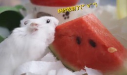 老鼠最新吃瓜,老鼠视角下的娱乐圈最新瓜料揭秘