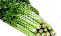 芹菜和生瓜可以一起吃吗,健康搭配的饮食新主张