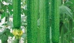 月经可以吃绿瓜吗,月经期间适宜食用绿瓜的饮食指南