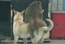 狗狗吃三叶瓜,揭秘潜在风险与应对措施