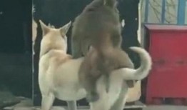 狗狗吃三叶瓜,揭秘潜在风险与应对措施