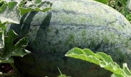 滕州吃瓜事件,一场网络舆论的风暴与反思