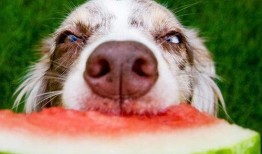 狗狗吃三叶瓜,揭秘潜在风险与应对措施