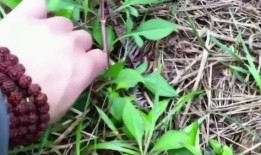 吃瓜拉菲草,探寻神秘植物的传奇故事