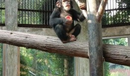 吃瓜头像动物图片,动物头像趣味横生