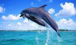 海豚吃瓜入口,瓜果飘香中的海洋奇观