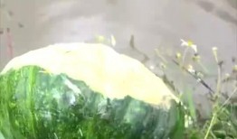 鱼儿吃瓜,鱼儿戏水吃瓜趣事