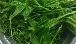 佛手瓜的尖可以吃吗,可食用之谜揭晓