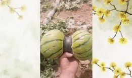 头秃吃瓜,揭秘娱乐圈的脱发与八卦风云