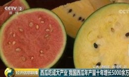 曲阳大瓜吃瓜群众,揭秘吃瓜群众的狂欢盛宴