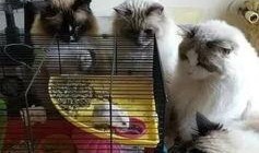 qq吃瓜狗血群,揭秘网络社交背后的情感漩涡