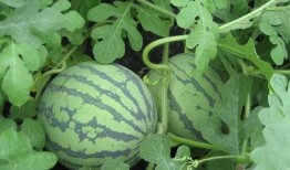 吃瓜内容配乐,跟随吃瓜节奏，探寻音乐与生活的和谐共鸣