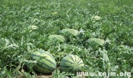 梦见吃瓜又种瓜,瓜田里的奇幻之旅