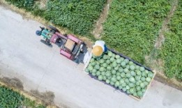 河南实时吃瓜,揭秘当地特色美食背后的故事