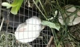 吃瓜顺便表白,心意暗藏——一场别开生面的表白之旅