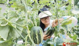 郯城喜园吃瓜,夏日吃瓜盛宴，畅享清凉时光