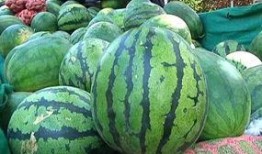 吃西瓜就选品牌瓜